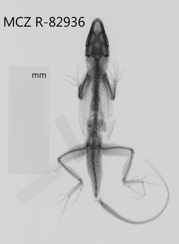 Media type: image;   Herpetology R-82936 Aspect: dorsoventral x-ray